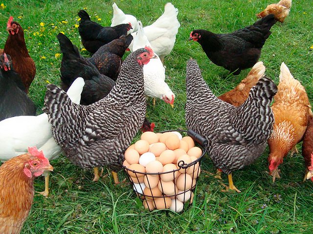 Содержание кур и уход за ними | ЗооТом - продажа, вязка и услуги для животных в Старой Купавне