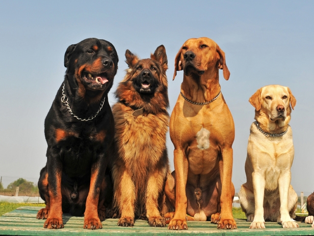 Крупные породы собак в Старой Купавне | ЗооТом портал о животных